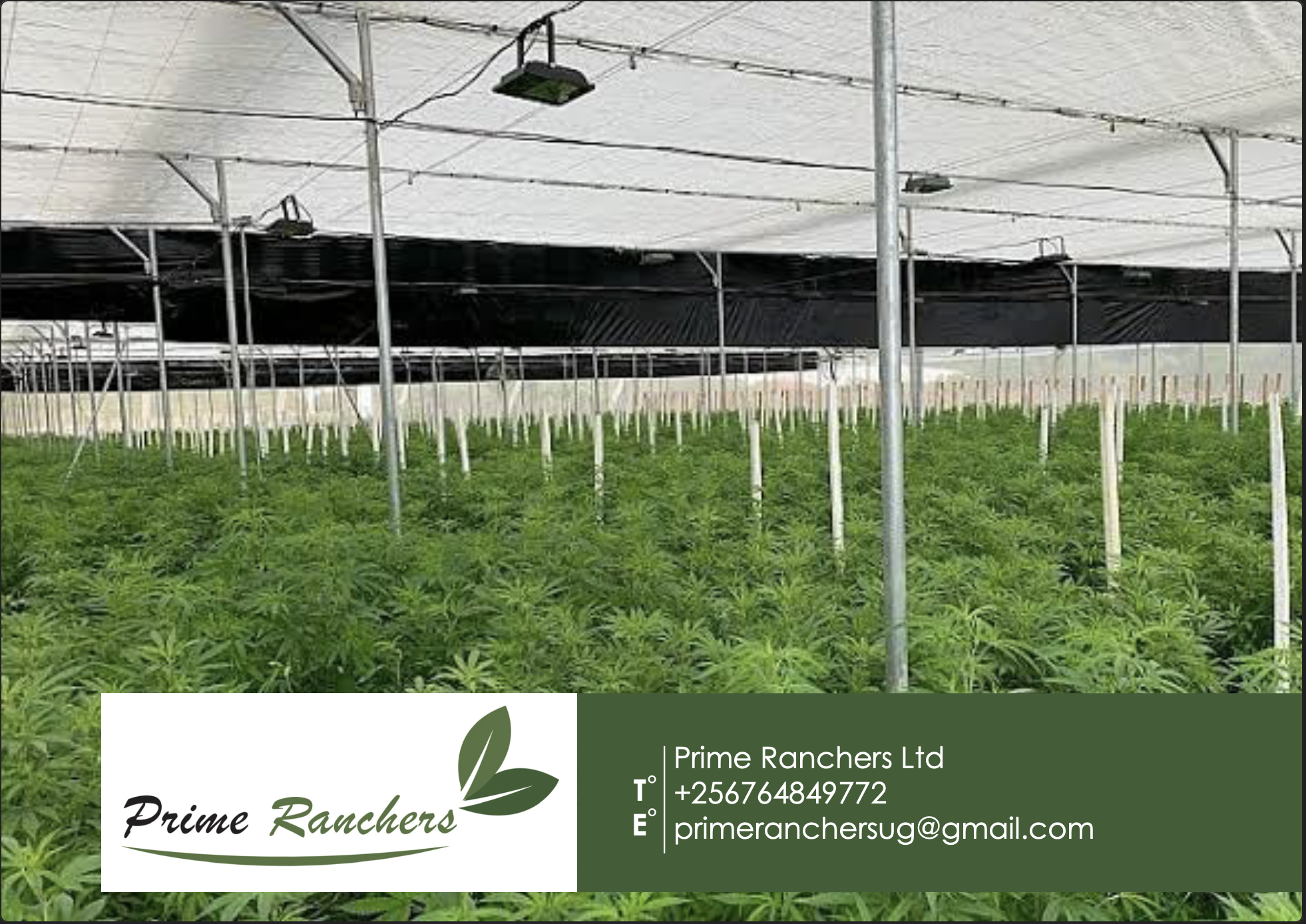 Licensed Cannabis Cultivation Project cover.